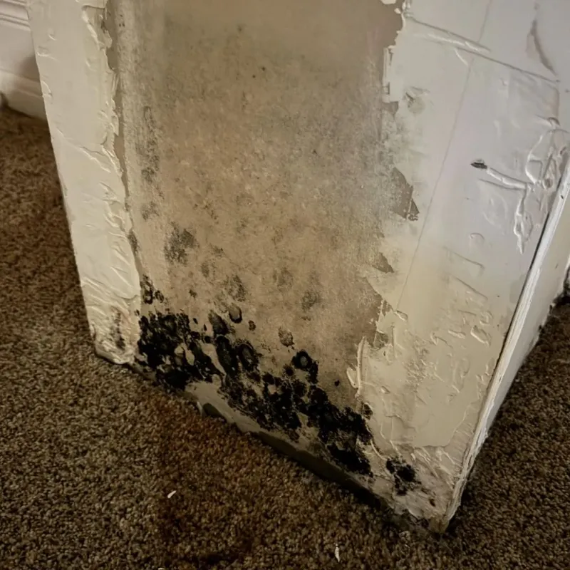Professional Mold Removal in Crowell, TX